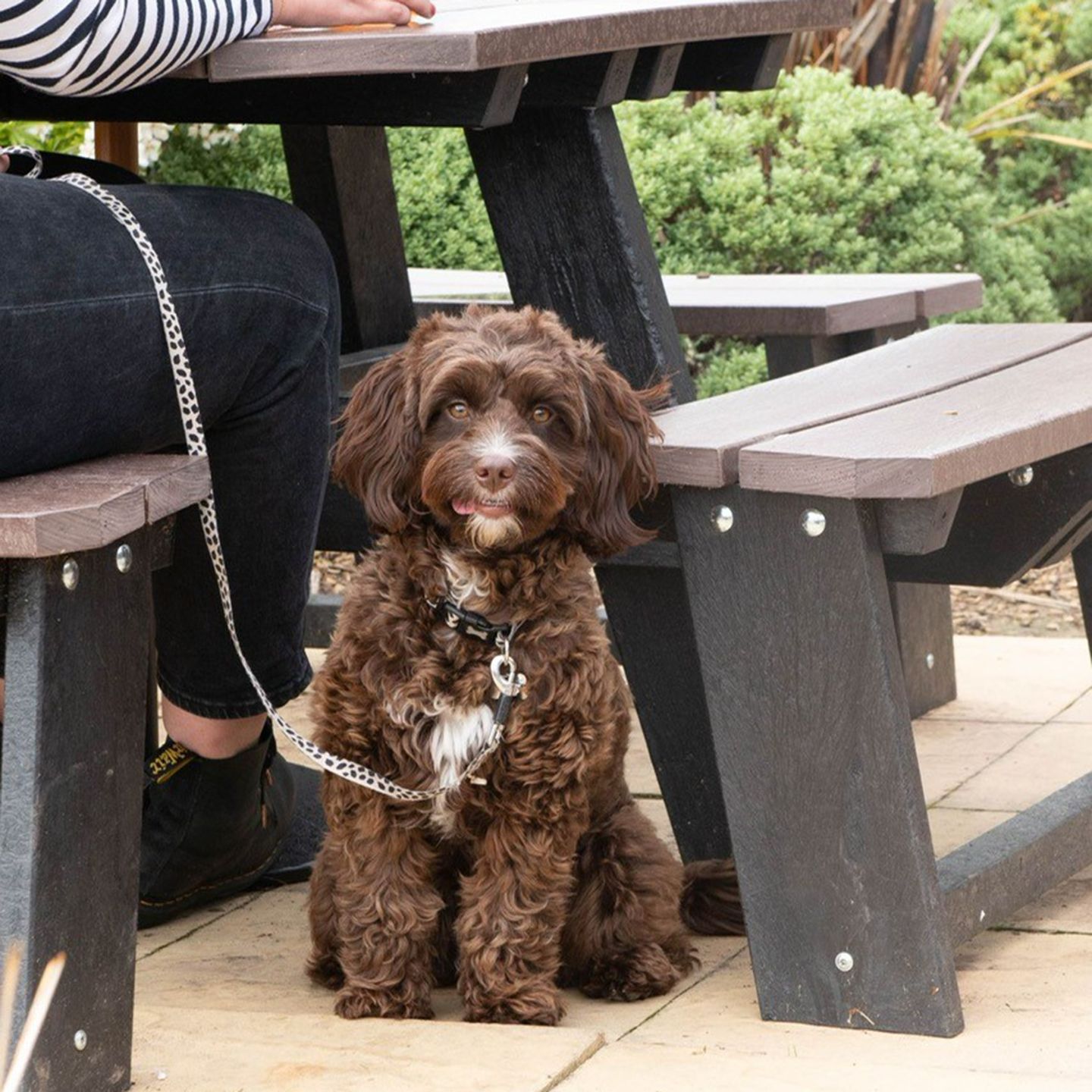 Your local dog friendly pub in Stoke
